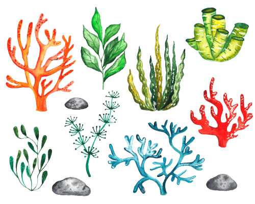 最高の動物画像 Hd限定イラスト 海藻